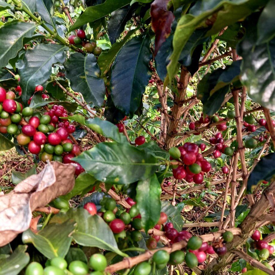 Memorable castillo caturra natural